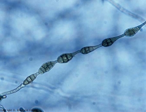 <i> <b> Alternaria alternata </b> </i> le spore sono prodotte in lunghe catene all'estremità dei conidiofori (<i> longicatenatae </i>).  I conidi sono brunastri, pluricellulari e hanno un'appendice relativamente corta.