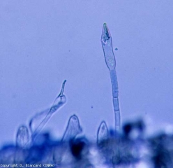 I conidiofori di <b> <i> Leveillula taurica </i> </b>, fungo parassita obbligato che non può essere coltivato in terreni artificiali, sono lunghi e talvolta ramificati.  Escono attraverso gli stomi e portano conidi, isolati o in catenelle molto corte.  Si noti che questo fungo forma raramente cleistoteci.  (oidio)