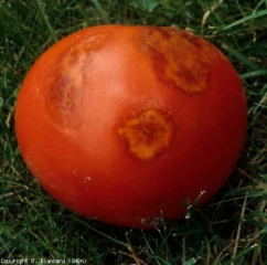 Le conseguenze dei morsi di <b> cimice </b> sono molto spettacolari su questo frutto. Grandi lesioni scure sotto forma di un anello clorotico diffuso sono visibili attorno a ciascuno dei segni di morsi. 