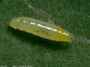 Larva giallastra di minatrice. <b><i>Liriomyza bryoniae</i></b> (mosca minatrice, leafminer)