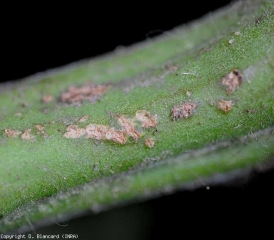 Piccole lesioni chancrauses suberizzate su stelo di pomodoro. <b><i>Clavibacter michiganensis</i> subsp. <i>michigansensis</i></b> (chancre batterico)