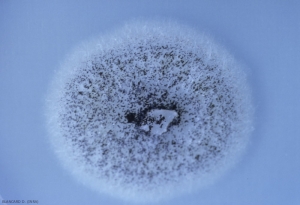 Sul micelio ialino e bianco di <i> <b> Aspergillus niger </b> </i> si vede chiaramente la sporulazione nera di questo ascomicete che scurisce la colonia. 