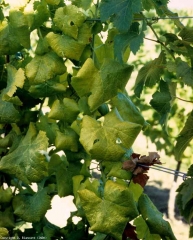 Su una varietà bianca, le foglie ingialliscono e si arricciano quando la vite è affetta da <b> flavescenza dorata </b>