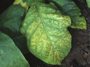 Em folhas maduras de tabaco do tipo Dark,  as linhas necróticas seguem de forma irregular as veias principais criando um padrão de folha de carvalho. <b>Vírus do mosaico de pepino (CMV)</b> 
