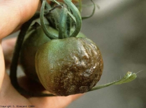 Porção de fruta castanha, marmoreada e irregularmente irregular, com um contorno mal definido. <b><i>Phytophthora infestans</i></b> (mildiou aéreo, downy mildew)