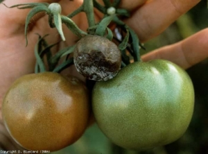 Jovem fruta «mildiousé» marrom parcialmente coberta com feltragem branca. <i><b>Phytophthora infestans</b></i> (mildiou, late blight)