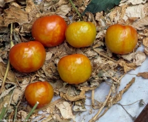 Frutas mal coloridas e mais ou menos acidentadas em buquês raros. <b>Vírus do atrofiamento marmoreado da berinjela</b>(<i>Eggplant mottled dwarf virus</i>, EMDV)