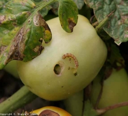 Nesta fruta perfurada, a lagarta responsável pôde ser arrancada. <b>Mariposa</b>